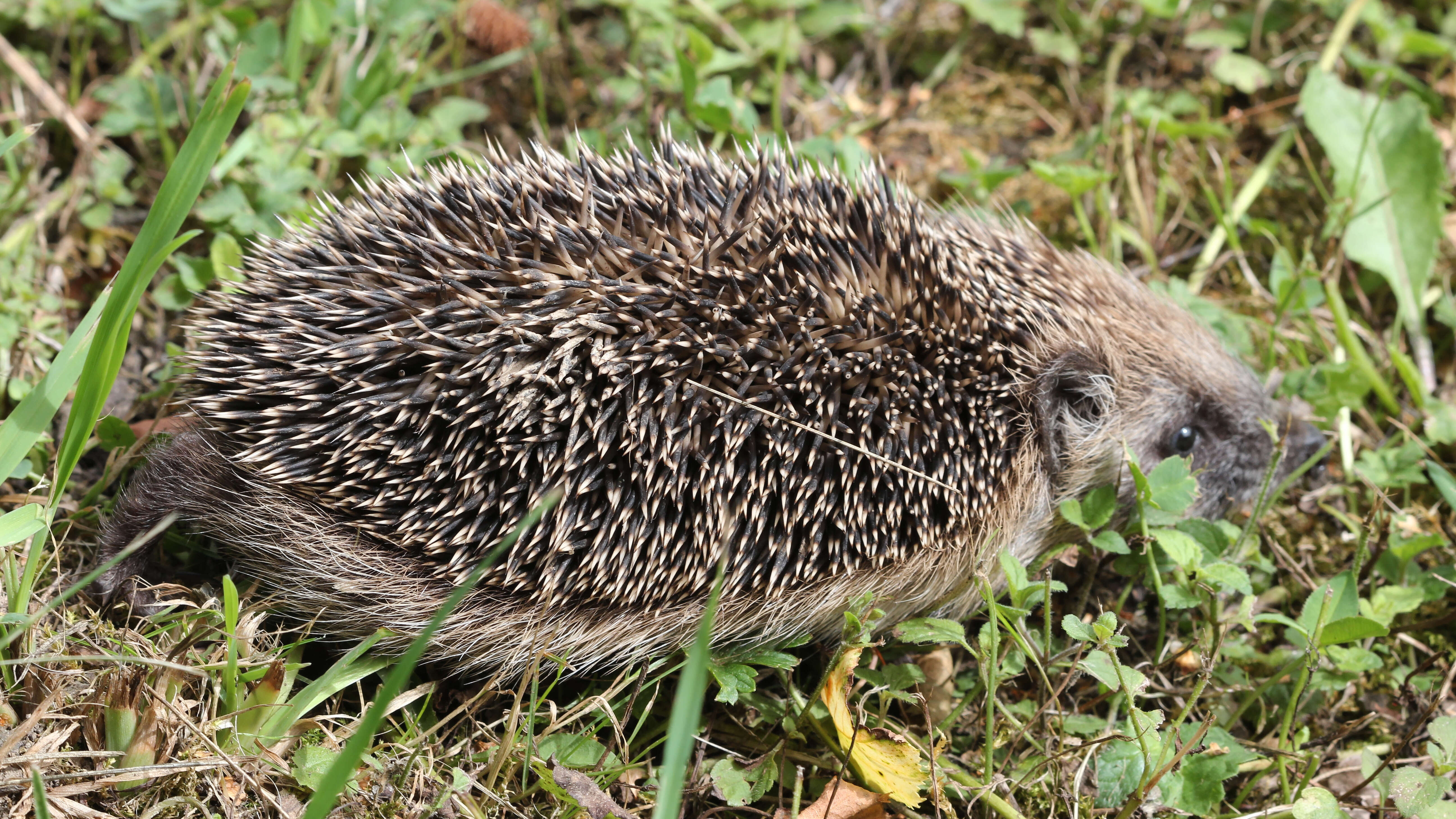 Image of Erinaceus Linnaeus 1758