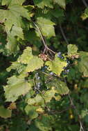 Vitis labrusca L. resmi