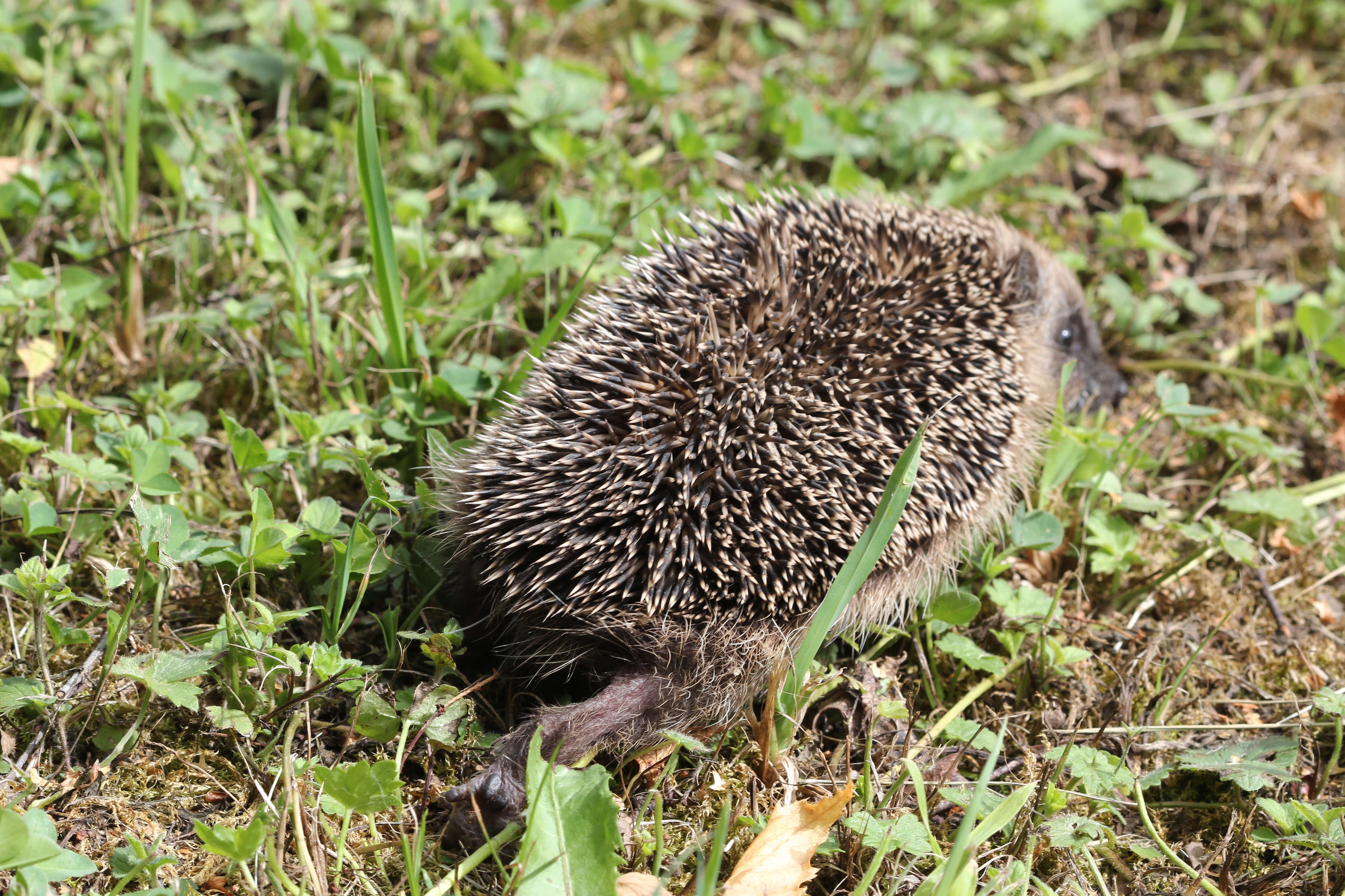 Image of Erinaceus Linnaeus 1758