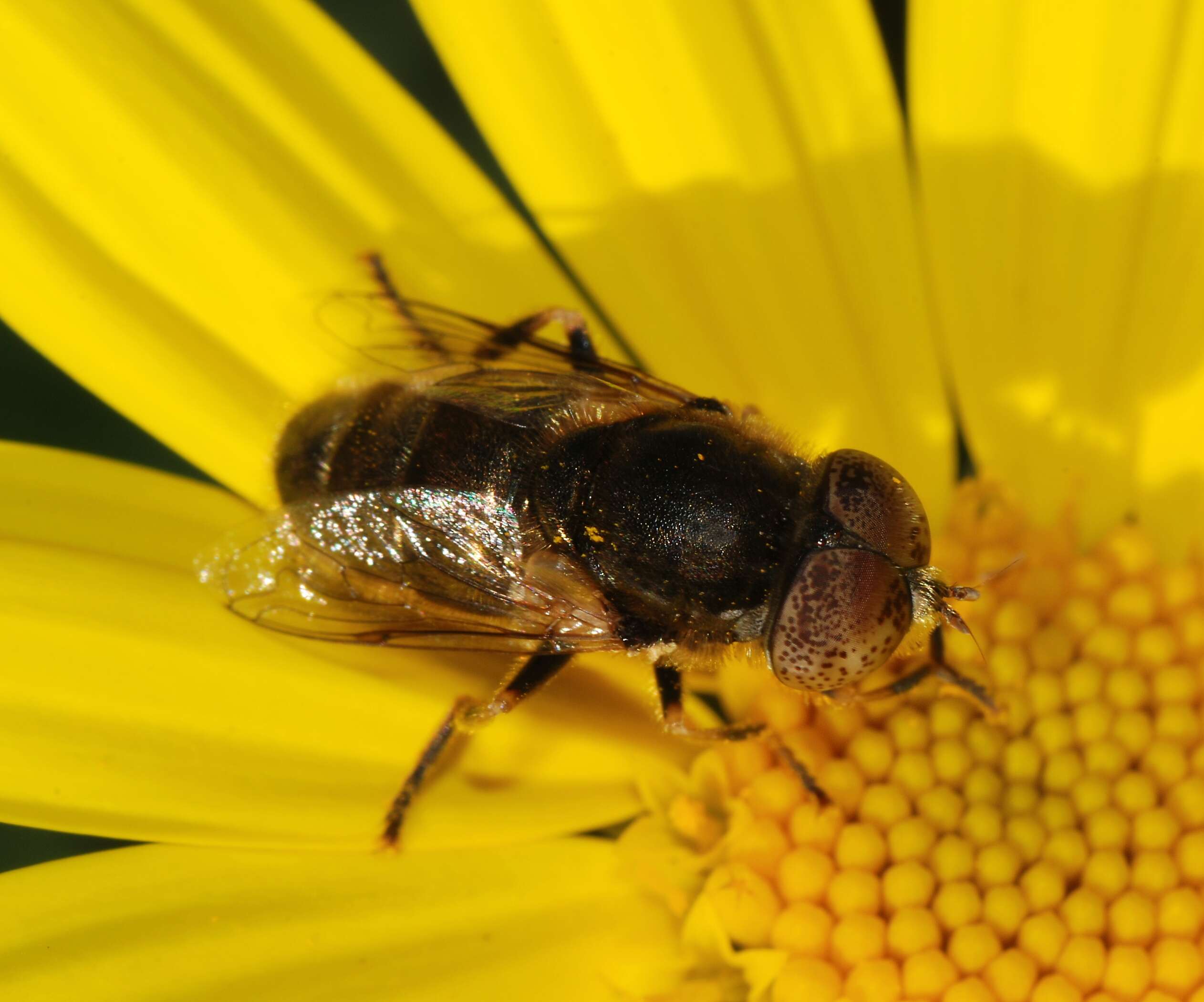 صورة Eristalinus aeneus (Scopoli 1763)