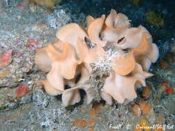 Image of potato crisp bryozoan