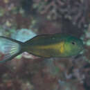 Image of Bundoon blenny