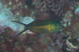 Image of Bundoon blenny