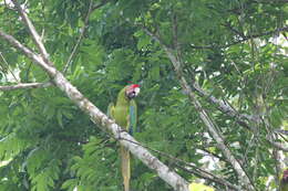Image of Great Green Macaw