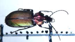 Image of Agonum (Olisares) viridicupreum (Goeze 1777)