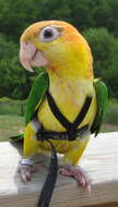 Image of Eastern White-bellied Parrot