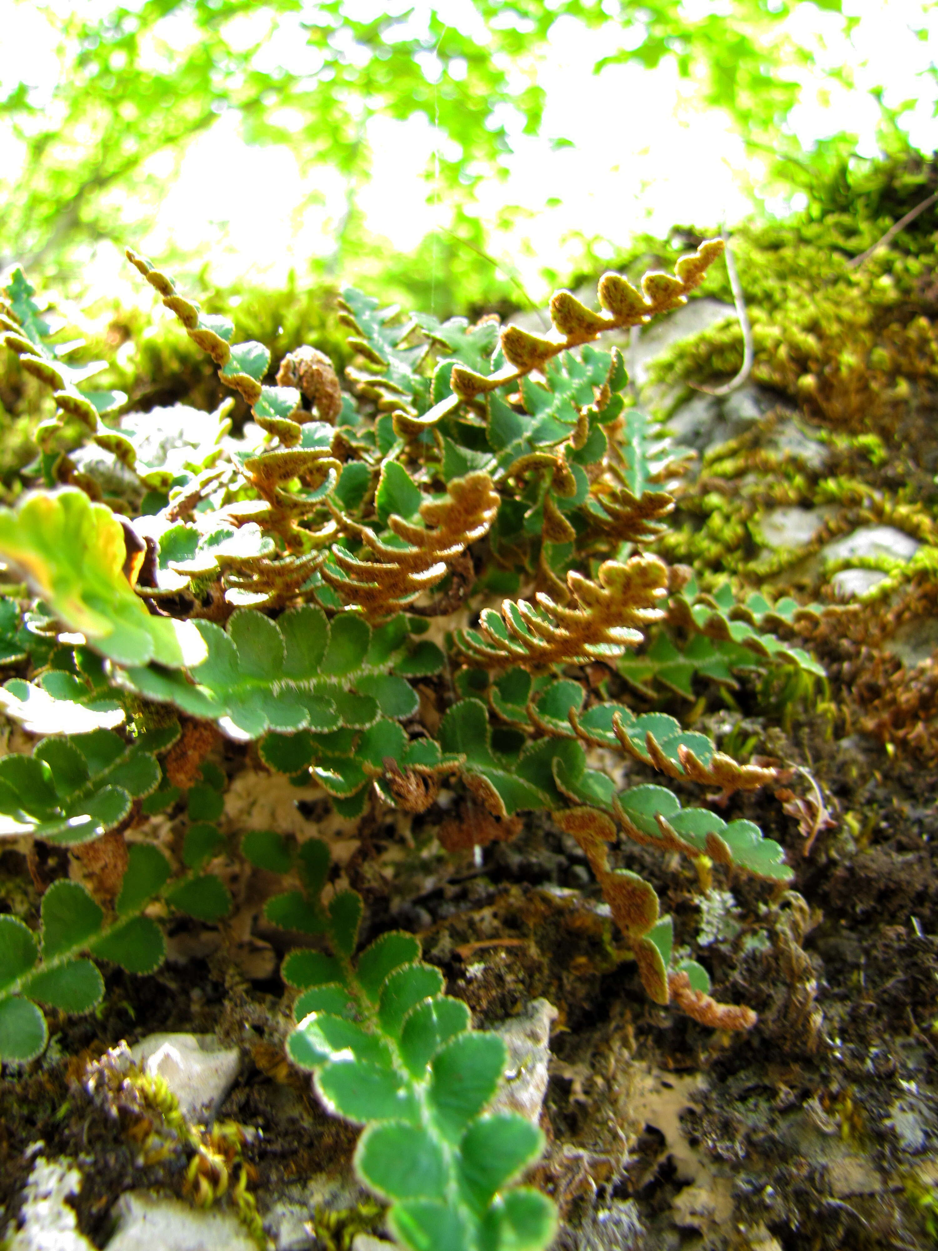 Plancia ëd Asplenium ceterach L.