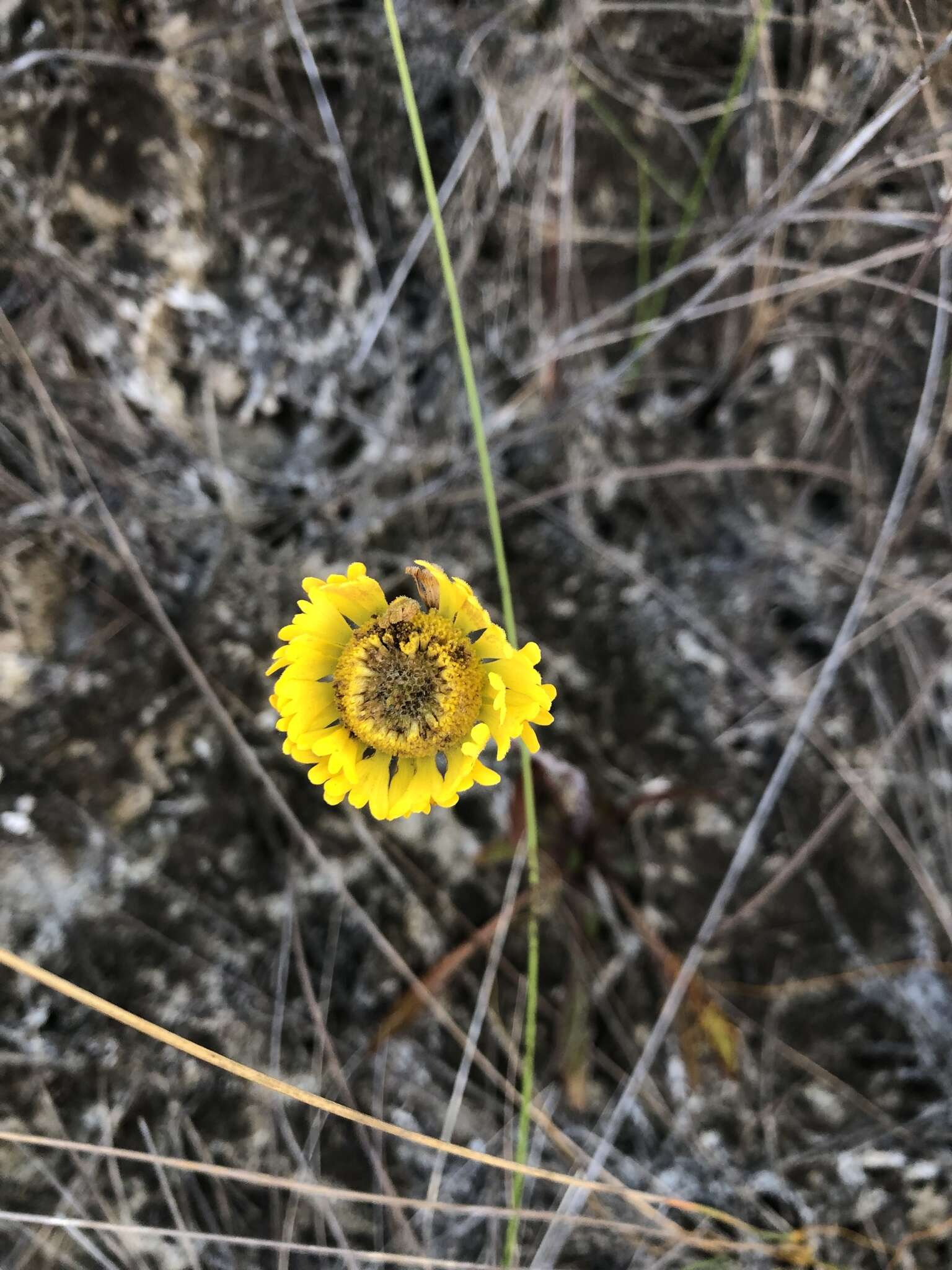 Image of southeastern sneezeweed