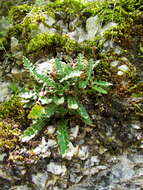 Plancia ëd Asplenium ceterach L.