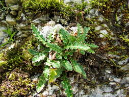 Plancia ëd Asplenium ceterach L.