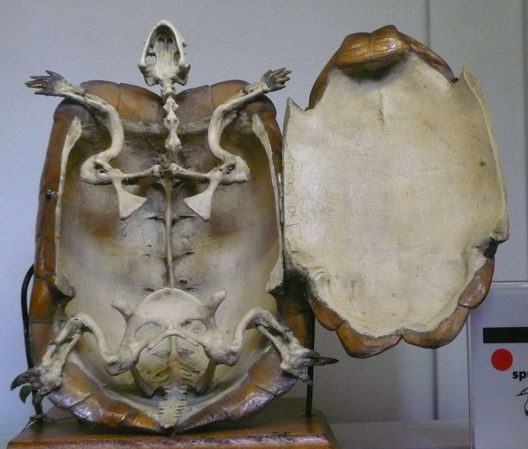 Image of Hermann's Tortoise