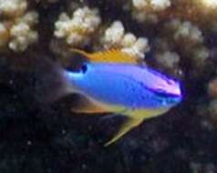 Image of Fiji blue devil