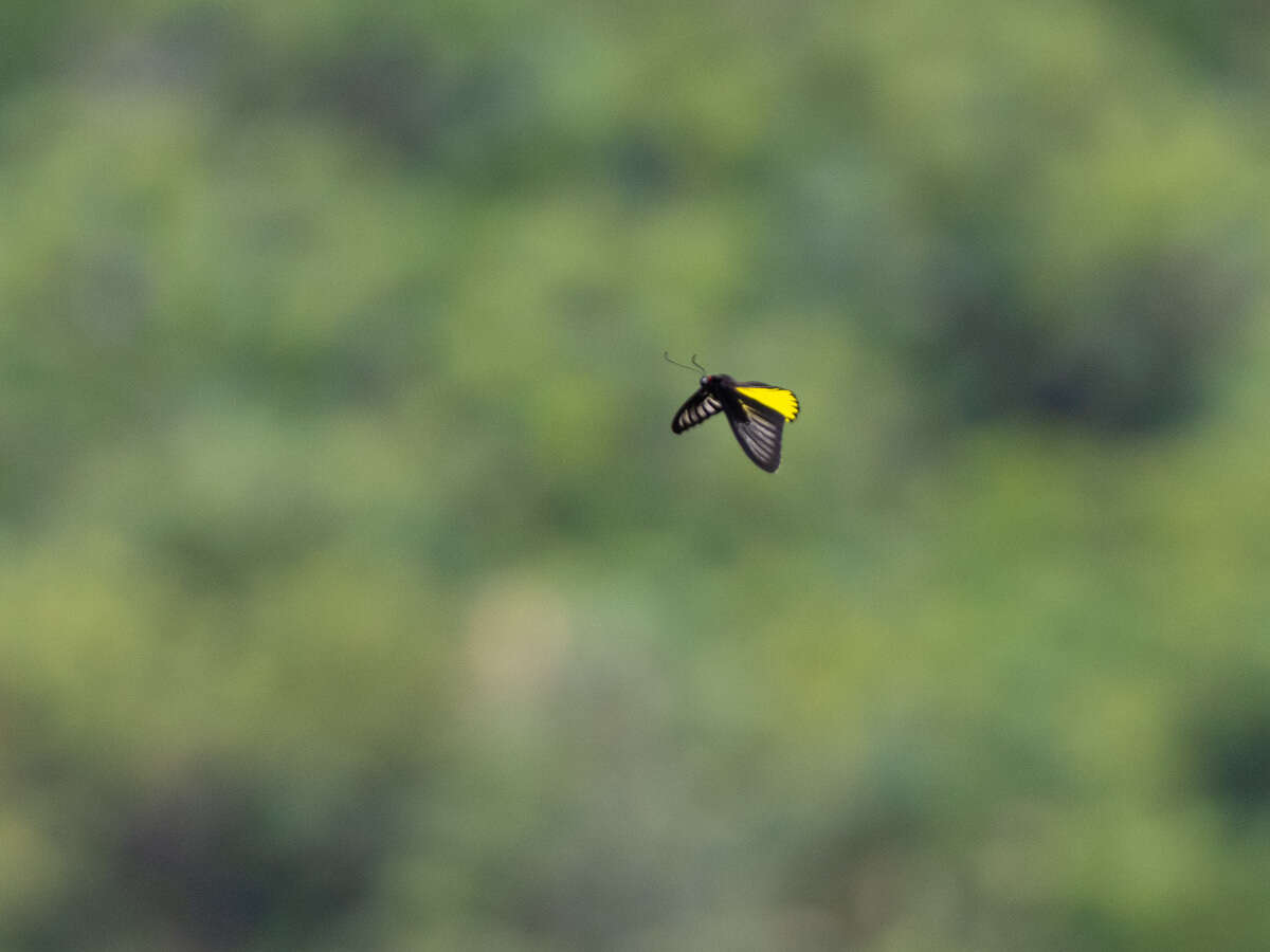 Image of Troides magellanus (Felder & Felder 1862)