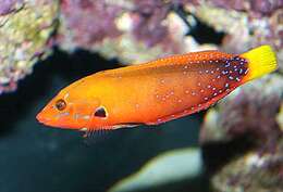 Image of African clown wrasse