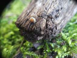 Image of eccentric grass snail
