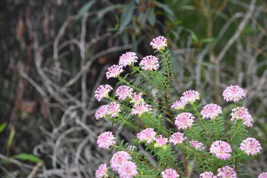 Image of Pimelea rosea R. Br.