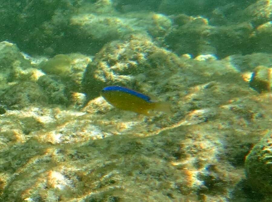 Image of Blueribbon damsel