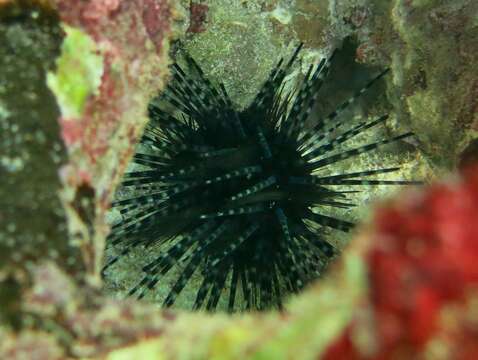 Image of Diadema urchin