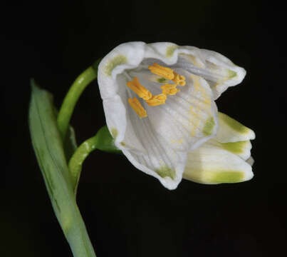 Image of Loddon lily