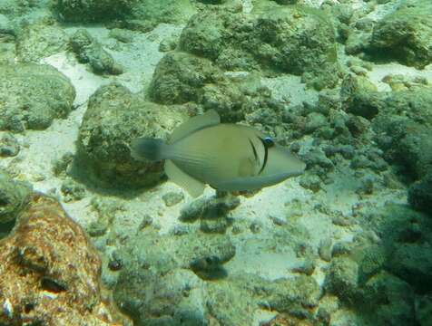 Image of Boomerang triggerfish