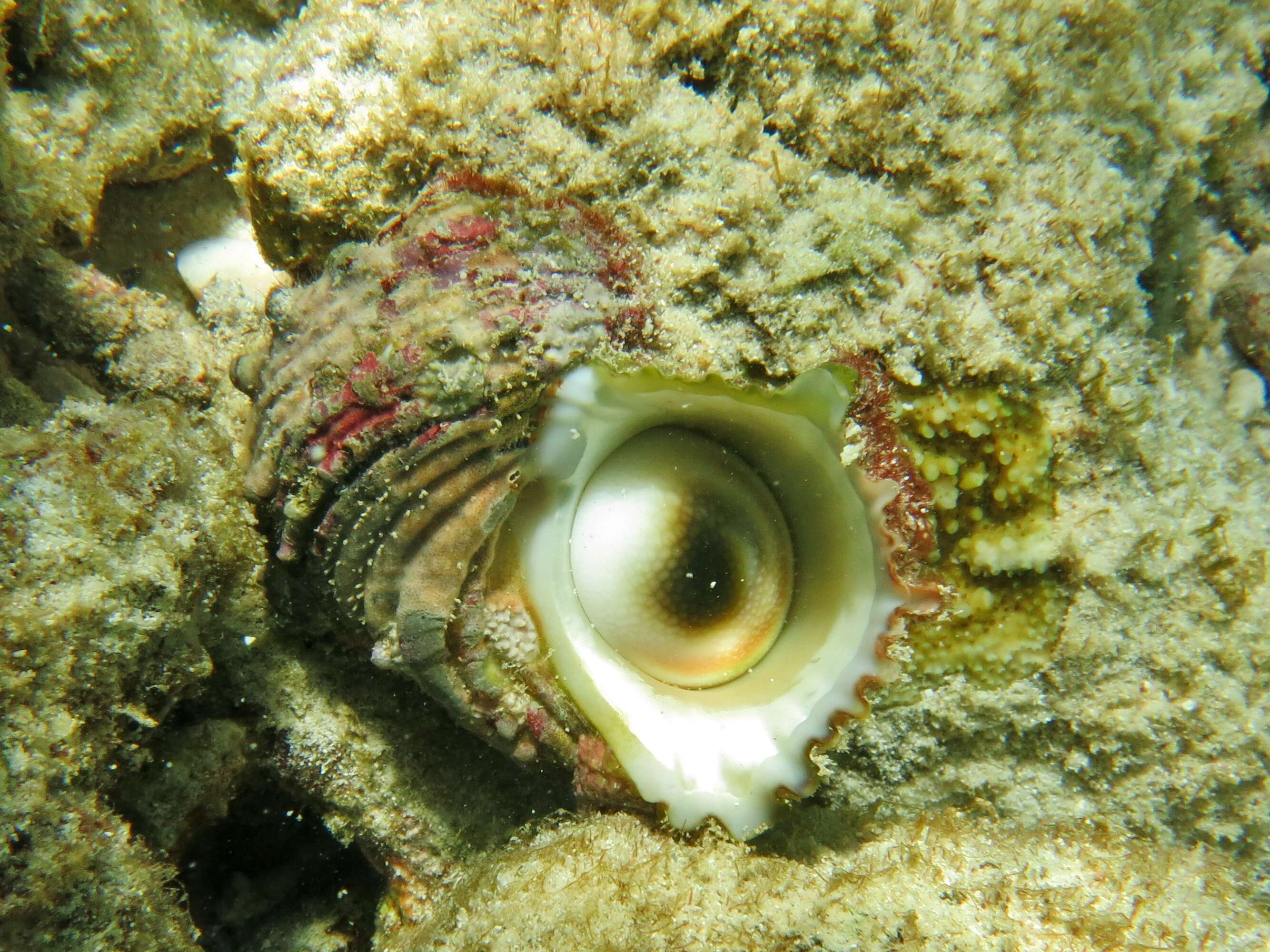 Image of silver-mouthed turban