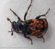 Image of Nicrophorus (Nicrophorus) investigator (Zetterstedt 1824)