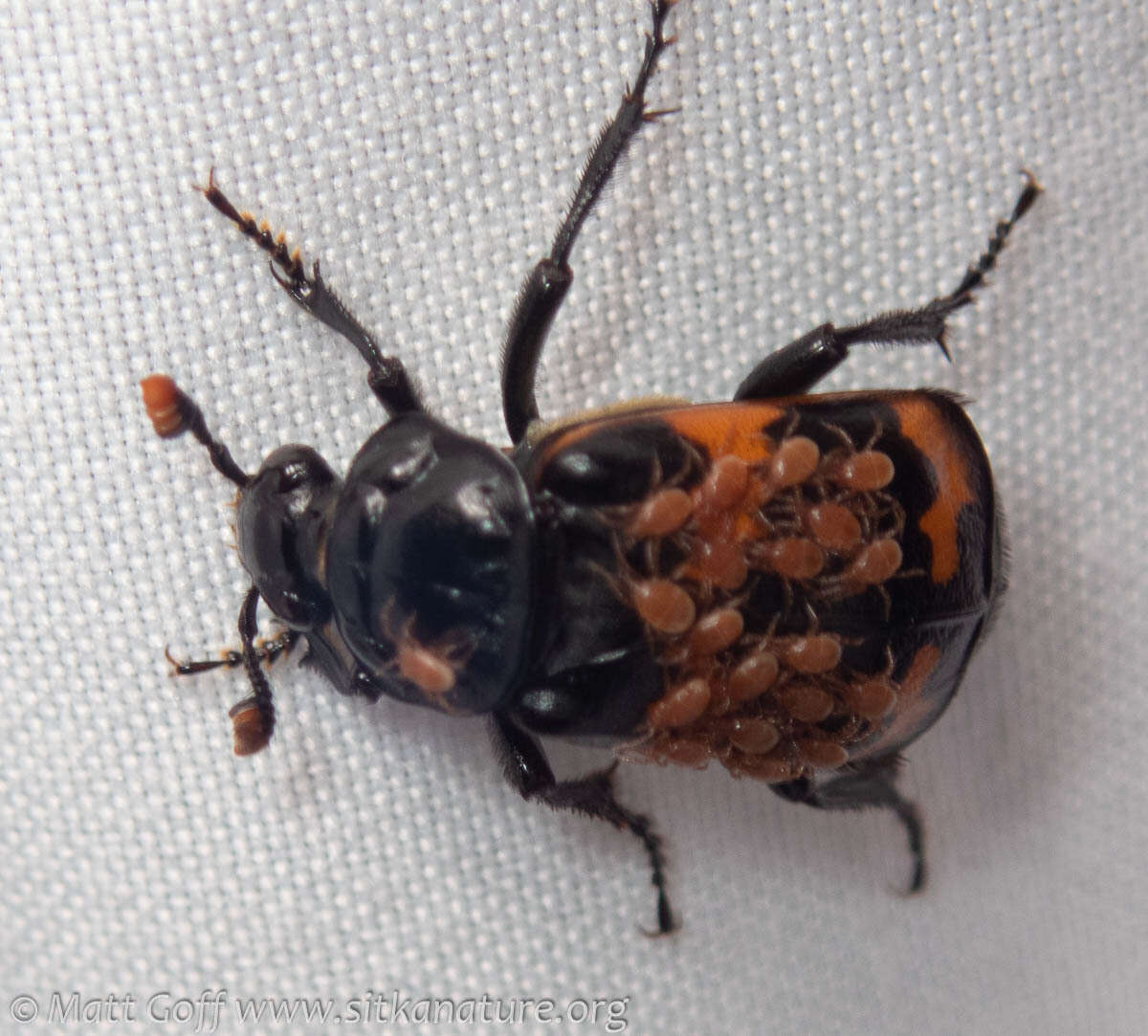 Image of Nicrophorus (Nicrophorus) investigator (Zetterstedt 1824)