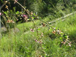 Image of matrimony vine