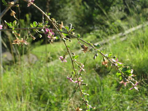 Image of matrimony vine