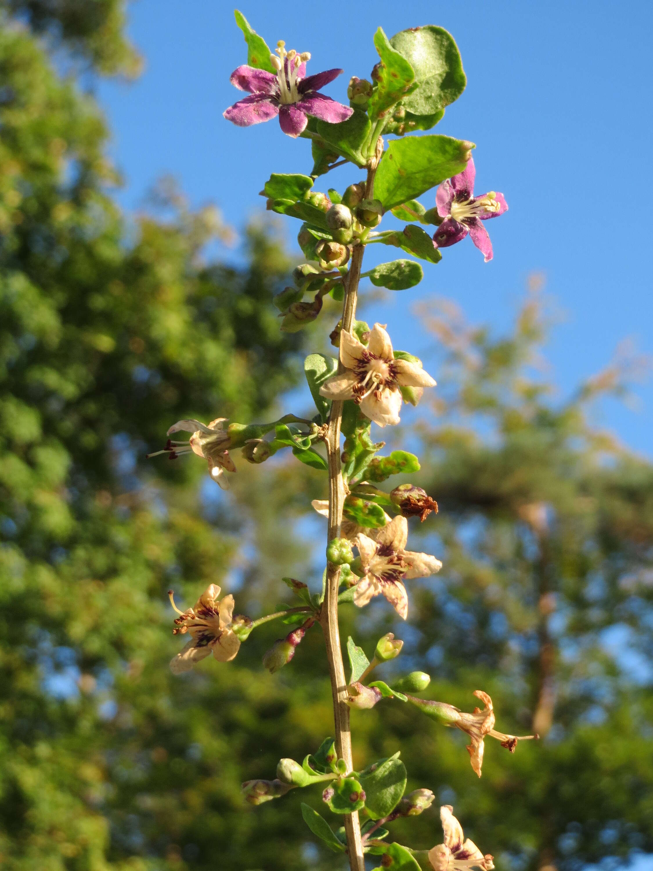 Image of matrimony vine