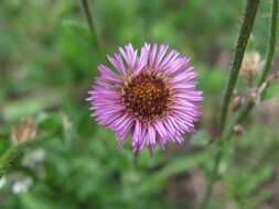 Image de Erigeron caucasicus Stev.