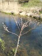 Image of Senecio sarracenicus L.