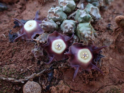 Image of Ceropegia pillansiana (N. E. Br.) Bruyns