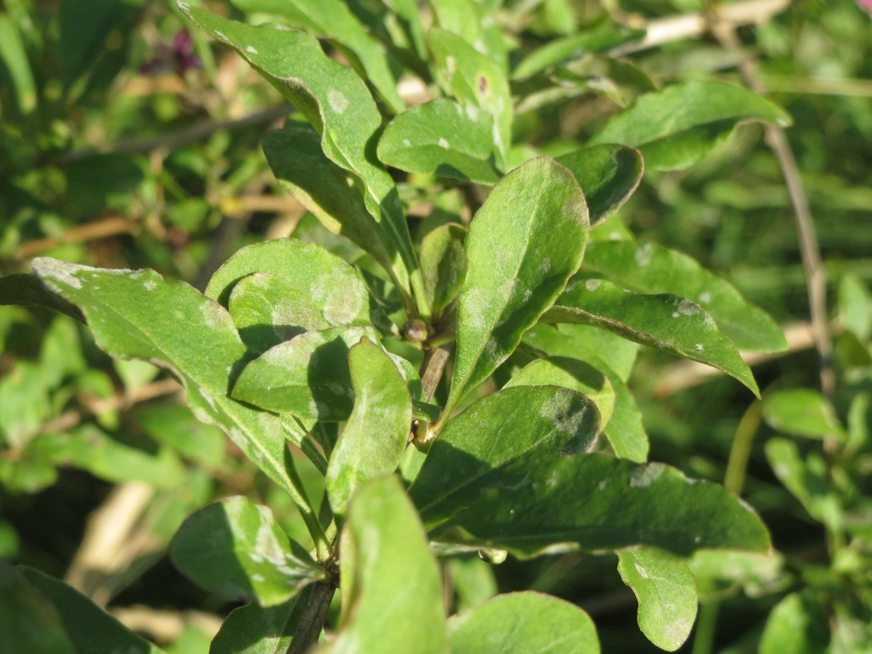 Image of matrimony vine