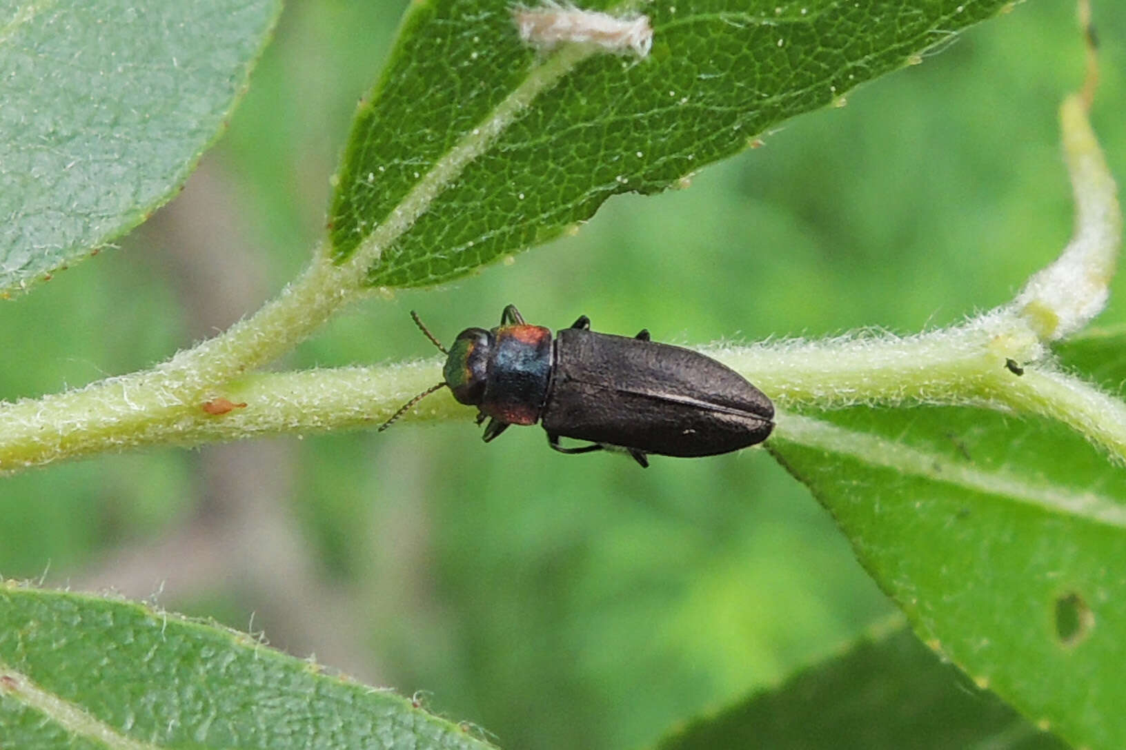 Image of Anthaxia viridicornis (Say 1823)