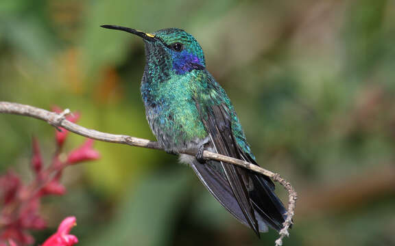 Image of Green Violet-ear