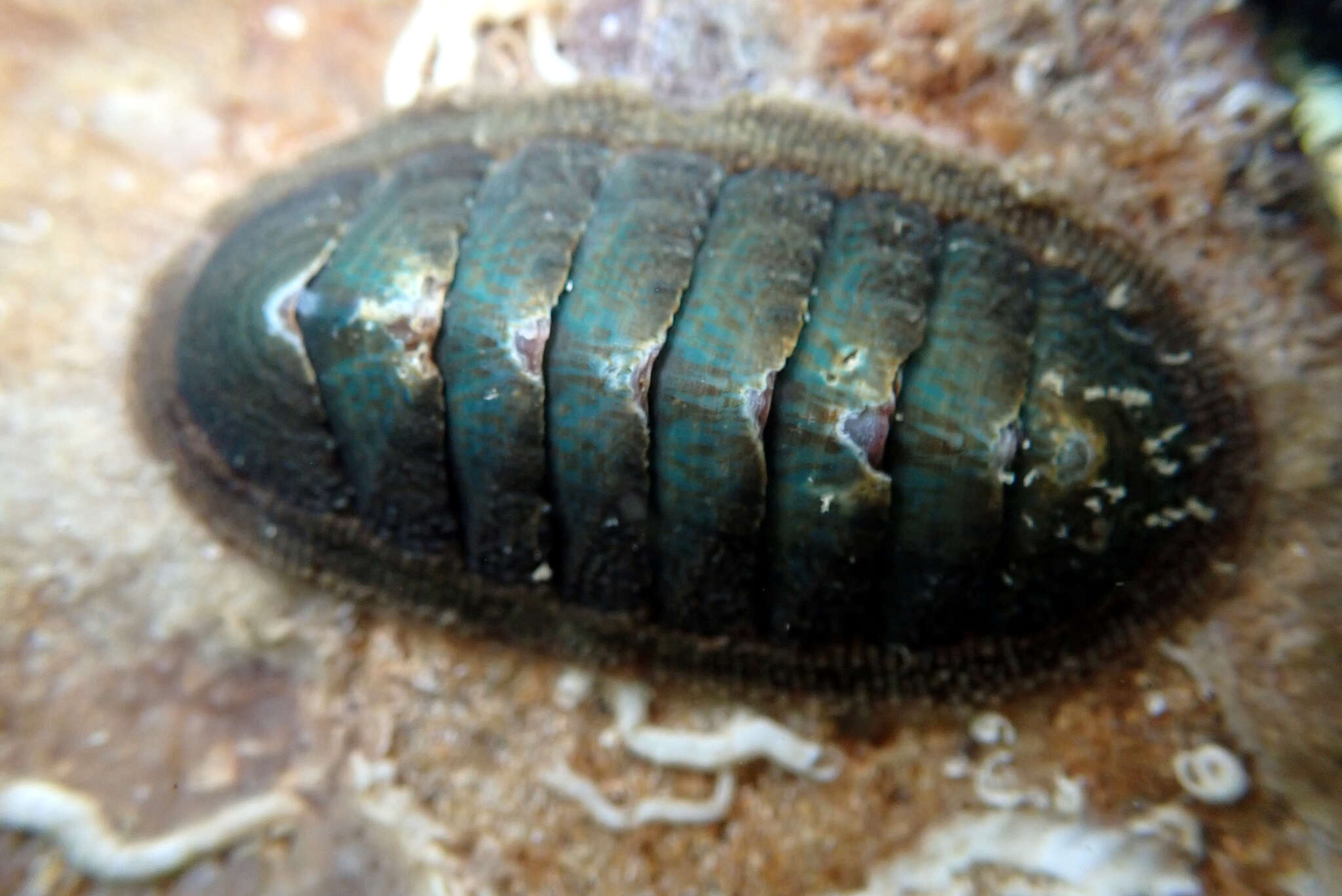 Imagem de Ischnochiton australis (G. B. Sowerby II 1840)