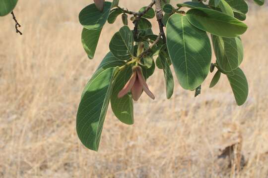 Image of wild cherimoya of Jalisco