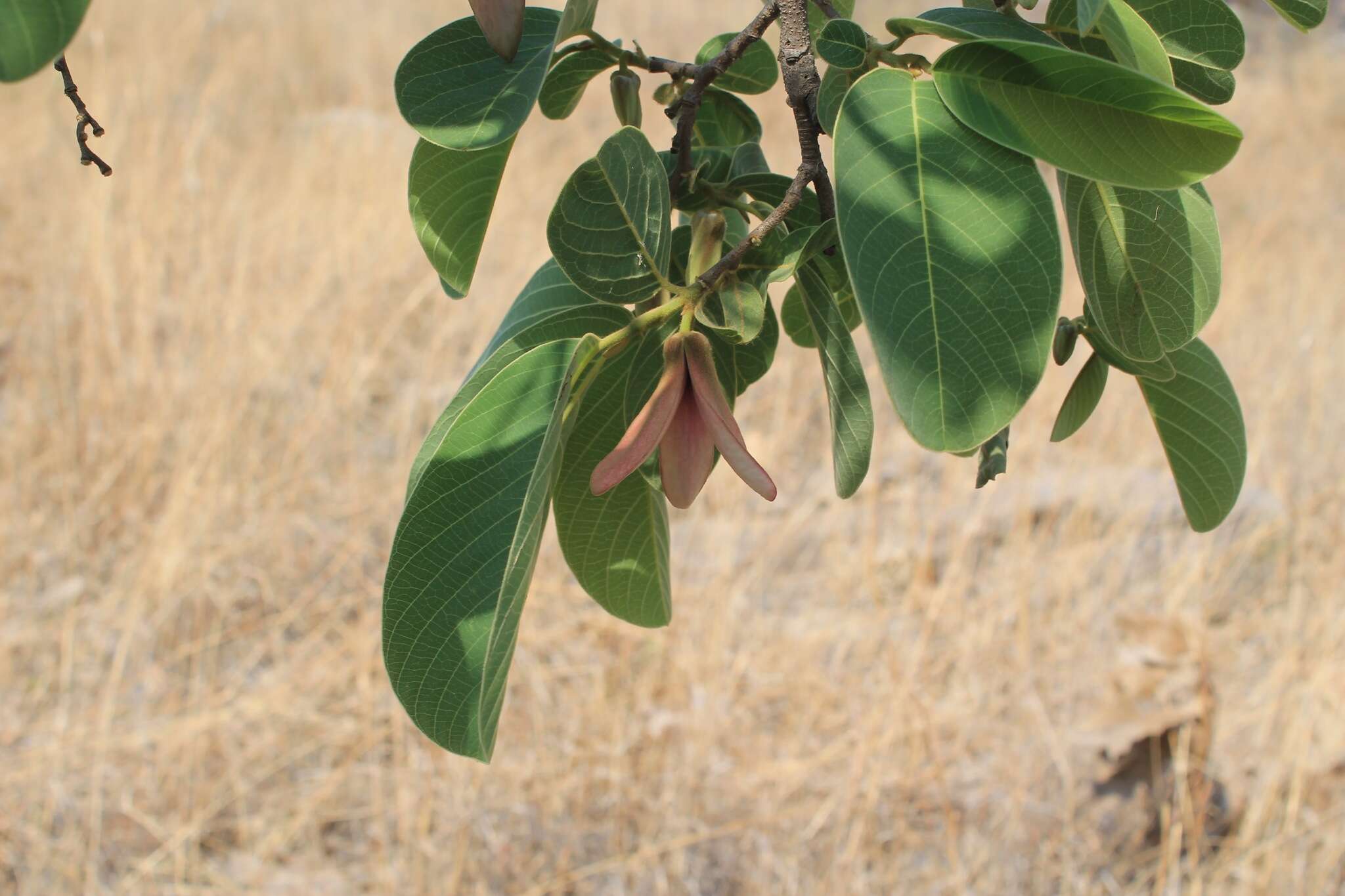 Annona longiflora S. Watson resmi