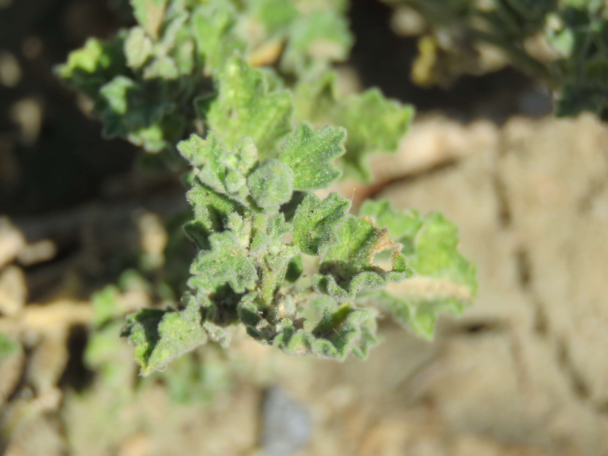 Image of coppery false fanpetals