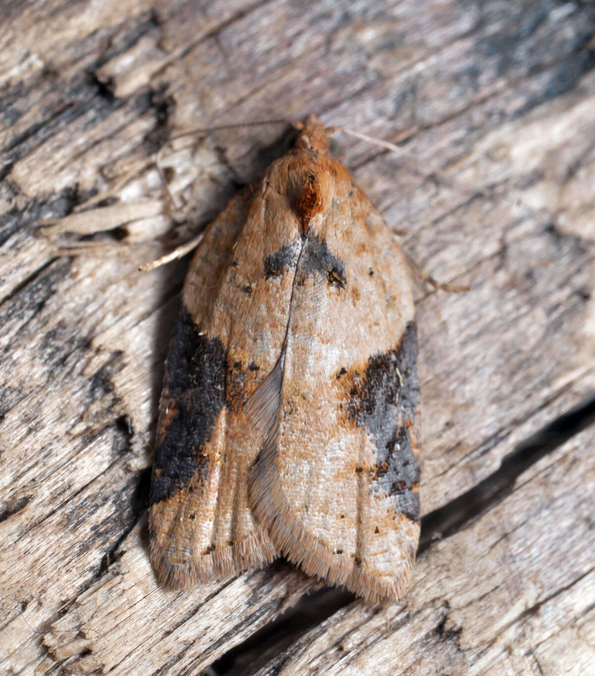 Image of broad-barred button moth