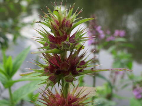 Image of Hedge-nettle