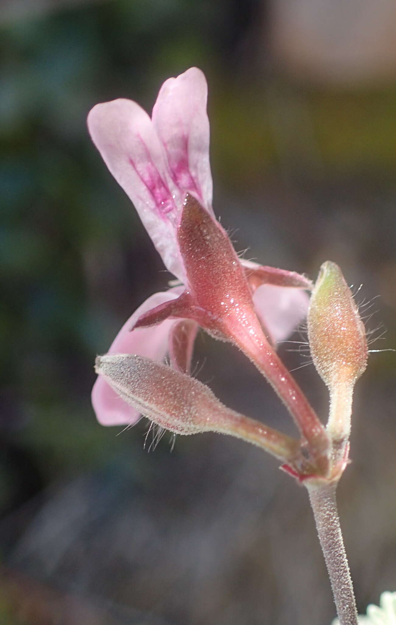 Imagem de Pelargonium exstipulatum (Cav.) L'Her.