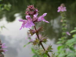 Image of Hedge-nettle