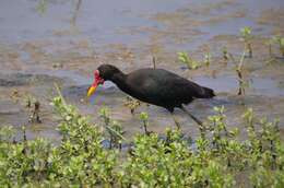 Image of Jacana jacana hypomelaena (Gray & GR 1846)