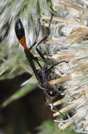 Image of Ammophila sabulosa (Linnaeus 1758)