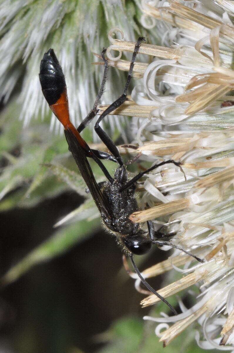 Image of Ammophila sabulosa (Linnaeus 1758)