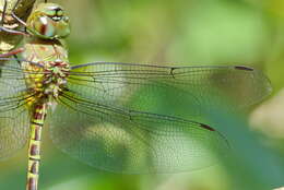 Image of Mangrove Darner