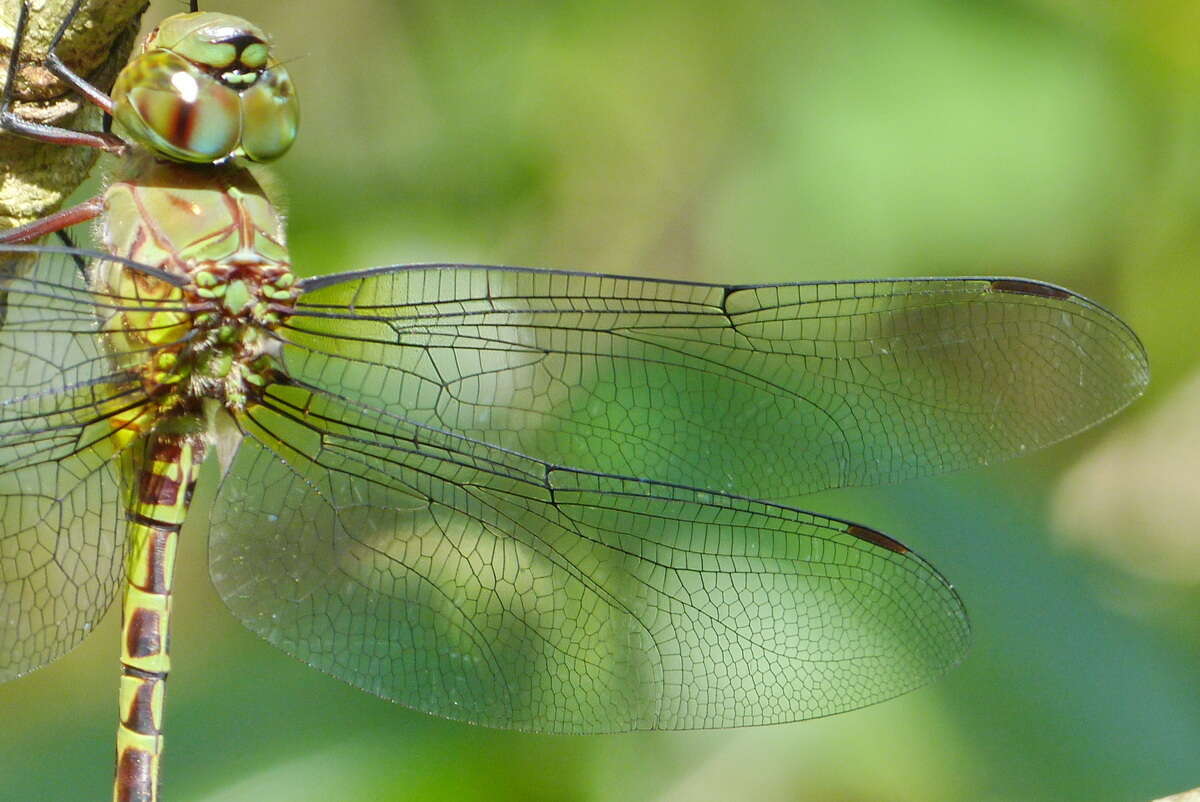 Imagem de Coryphaeschna viriditas Calvert 1952