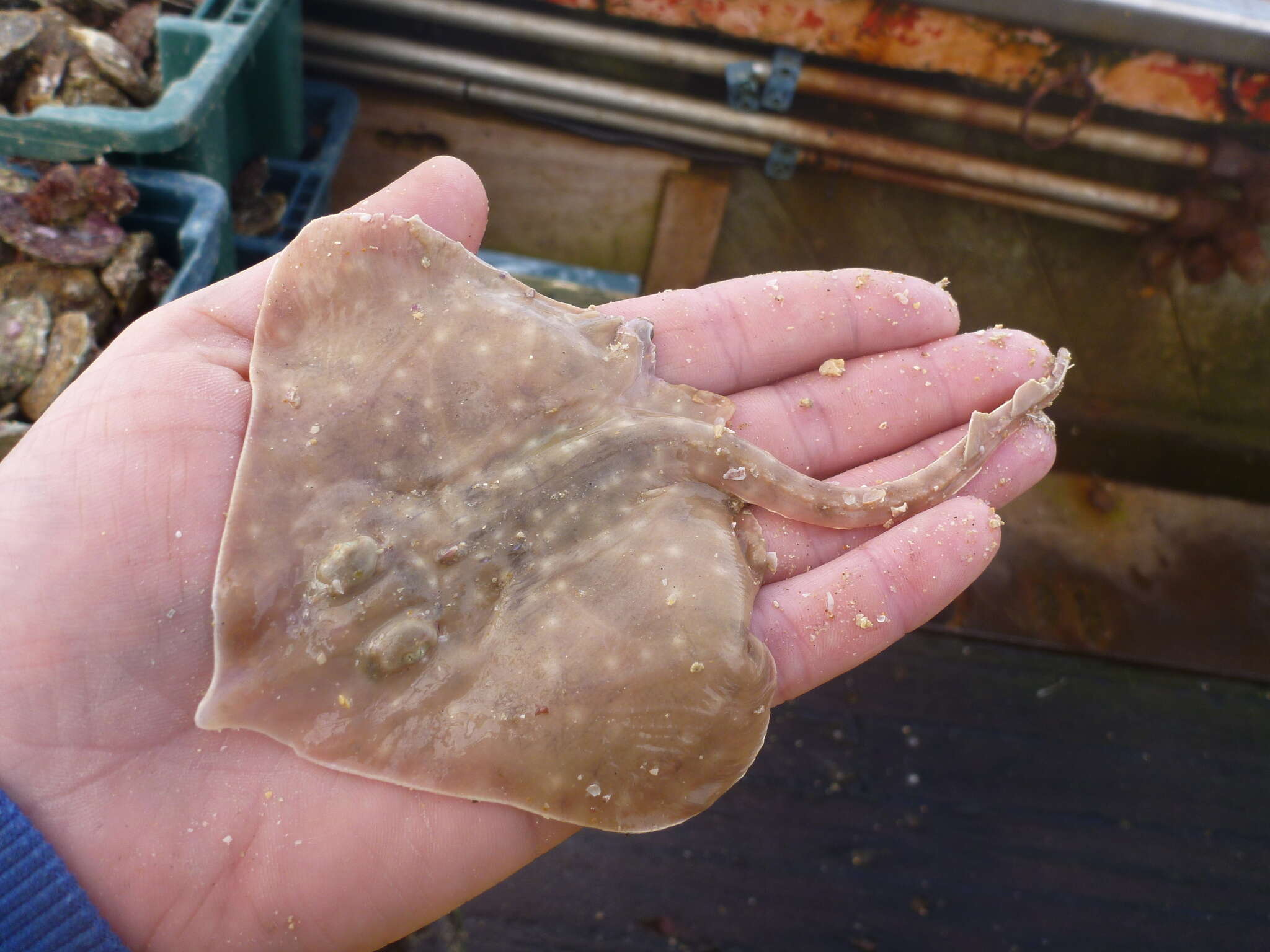 Image of New Zealand rough skate